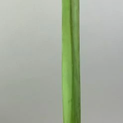 Used RH Maruman Majesty SPI 3 By David Whitlam Putter 33” Steel Golf Club 23 Used RH Maruman Majesty SPI 3 By David Whitlam Putter 33” Steel Golf Club -Callaway Club Shop IMG 9560